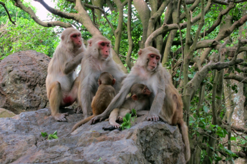 Social connections influence brain structures of rhesus macaques